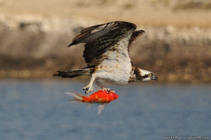 Ragadozó madár Osprey - képek - fotók a természet világa (ragadozó madár Osprey) Ragadozó madár Osprey - képek - fotók természetes világ