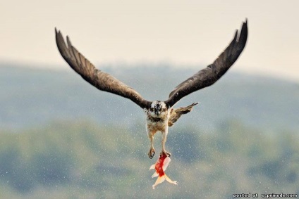 Ragadozó madár Osprey - képek - fotók a természet világa (madár) Ragadozó madár Osprey - képek - fotók természetes világ