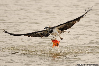 Ragadozó madár Osprey - képek - fotók természetes világ