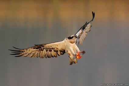 Ragadozó madár Osprey - képek - fotók a természet világa (ragadozó) Ragadozó madár Osprey - képek - fotók természetes világ