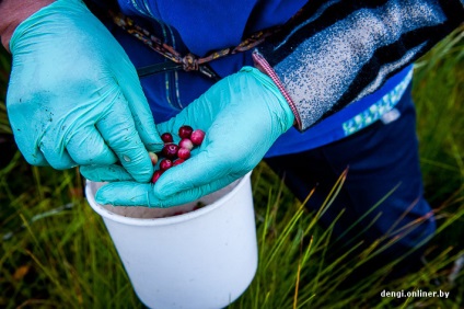 Berry üzleti hogyan áfonya