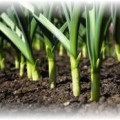 Tavaszi fokhagyma jellemzői a termesztés, a gondozás és a betakarítás