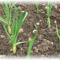 Tavaszi fokhagyma jellemzői a termesztés, a gondozás és a betakarítás