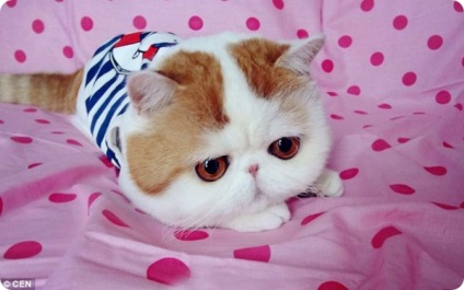 Snoopy Funny cat (macska) Vicces macska Snoopy