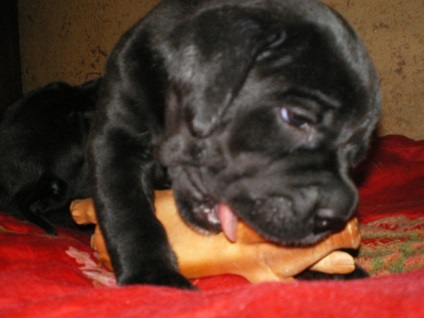 Miért olyan személy dog (bajnokok) Miért olyan személy kutya