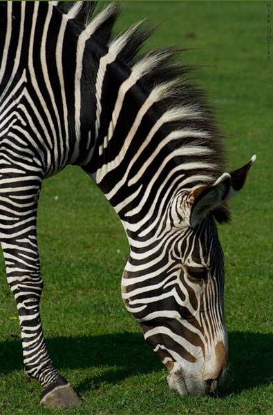 Zebra - gyermek honlapján Zateeva