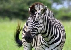 Zebra érdekes tények, fotók és egy rövid leírást - évszakok