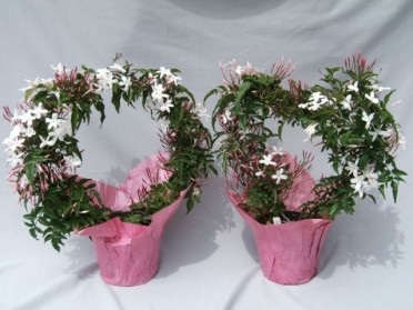 Jasmine szoba fotó, gondozás, szaporítás és az átültetést (Jasmine szoba ellátás) Jasmine szoba fotó, gondozás, szaporítás és az átültetést