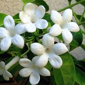 Jasmine - egy mágikus és gyógyító tulajdonságait növények - minden anyag - • • zonatigra