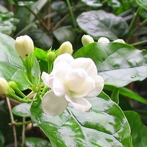 Jasmine - egy mágikus és gyógyító tulajdonságait növények - minden anyag - • • zonatigra