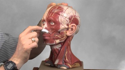 A rágás és az arc izmait anatómiája