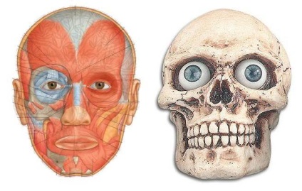 A rágás és az arc izmait anatómiája