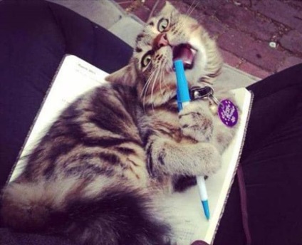 20 vicces fotó Vicces macskák megjegyzésekkel a megfelelő tulajdonosok