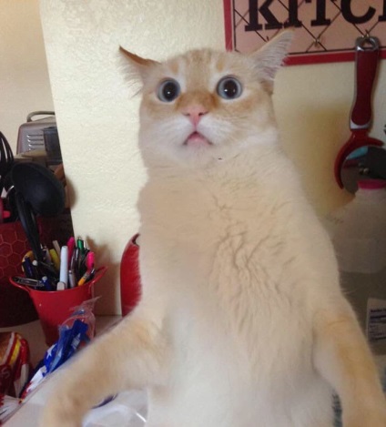 20 vicces fotó Vicces macskák megjegyzésekkel a megfelelő tulajdonosok