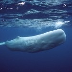 27 érdekes tény a bálnák