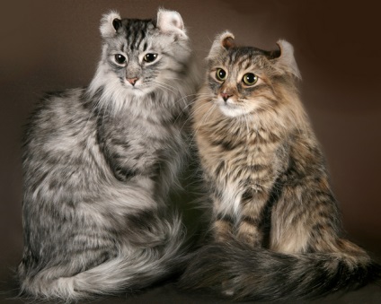 8 fajtájú macskák a „rossz” fül