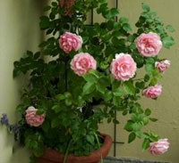 9 tipp, hogy hogyan nőnek gyönyörű rózsa az erkélyen