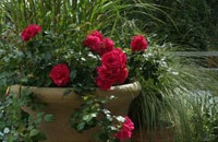 9 tipp, hogy hogyan nőnek gyönyörű rózsa az erkélyen