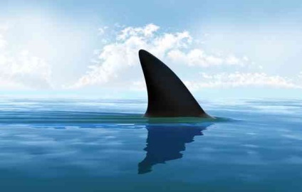 Shark-kannibál 5 vagy szokatlan tény a cápák - hírek a világ minden tájáról, érdekes hírek,