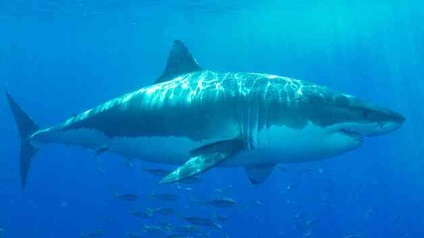 Shark-kannibál 5 vagy szokatlan tény a cápák - hírek a világ minden tájáról, érdekes hírek,