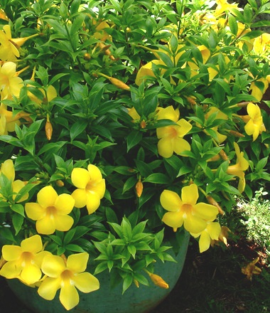 Allamanda Allamanda - típusok, ellátás, egyre nagyobb problémát