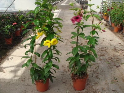 Allamanda jellemző fajok és ápolási otthon - Flowers Enciklopédia