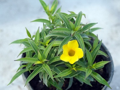 Allamanda jellemző fajok és ápolási otthon - Flowers Enciklopédia