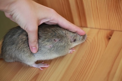 Allergia patkányokban, a tünetek, a kezelés mancs duzzadásának patkányokban