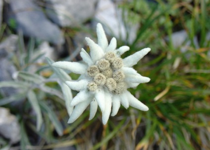 Alpine gyopár virág termesztés, illetve a magokból otthon