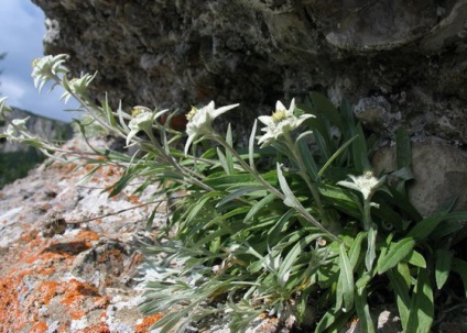 Alpine gyopár virág termesztés, illetve a magokból otthon