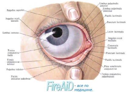 Anatomy of a szemgödör és a szál köpeny a szemgolyó