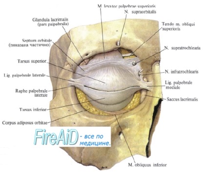 Anatomy of a szemgödör és a szál köpeny a szemgolyó