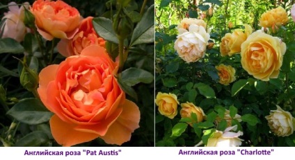 Angol Roses - ültetés, termesztés, gondozás, video