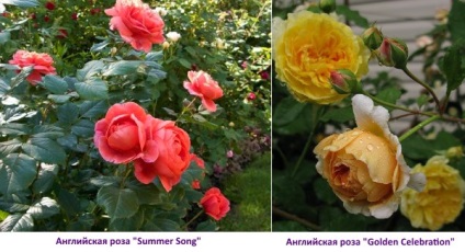 Angol Roses - ültetés, termesztés, gondozás, video