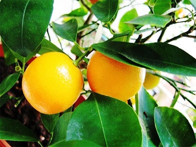 Orange otthon (narancs otthon) Orange otthon