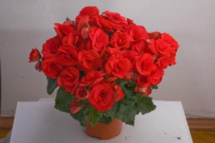 Begónia a kertben és a ház (Begonia) Begónia a kertben, és otthon