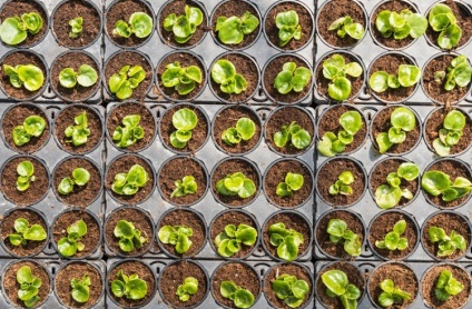 Begonia gumó, ültetés, gondozás és reprodukciós (videó)
