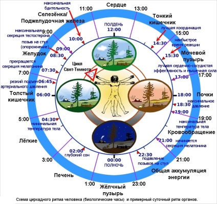 Biológiai óra, bioritmus, a szervezet cirkadián ritmus (óra) Biológiai óra, bioritmus, a szervezet cirkadián ritmus