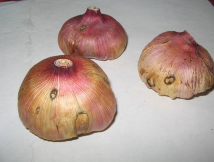 Betegségek kardvirág és kezelésük fotó (kezelés) Betegségek kardvirág és kezelésük Photo