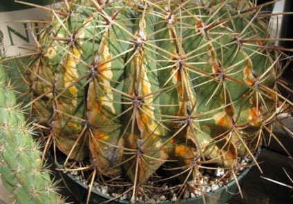 Betegségek kaktuszok és kezelésük