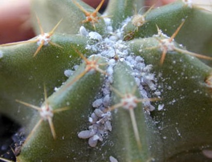 Betegségek kaktuszok és kezelésük
