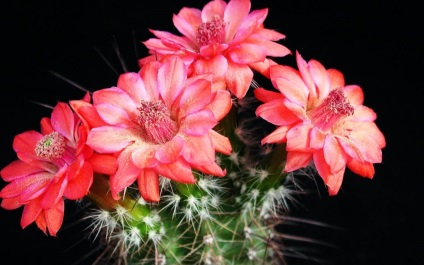 Betegségek kaktuszok, hogyan kell menteni a növény, ha elkezdett rohadni, kártevő, fehér virágot és