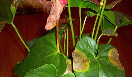 Betegségei hím virág boldogság (Anturium) és a kezelés