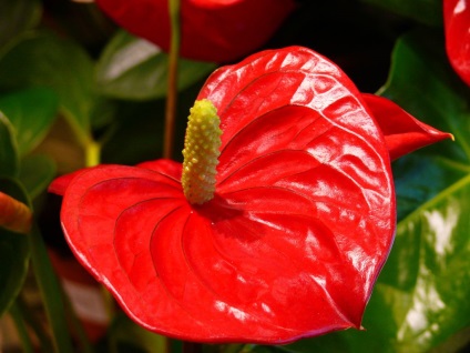 Betegségei hím virág boldogság (Anturium) és a kezelés