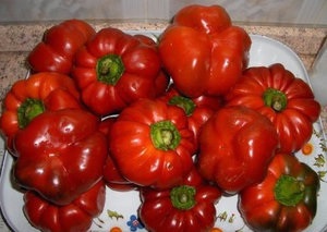 Pepper ratunda hogyan növekszik zöldségnövények