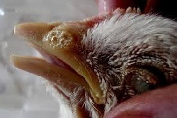 Bronchitis madarak (papagájok, tyúkok) - tünetek, kezelés, gyógyszerek, okai a legjobb barátok
