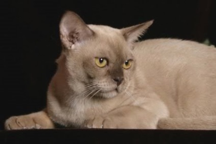 Burmai Cat (burmai) - leírása a macska fajták, fotó, az ár a burmai macskák, cicák és faiskolák