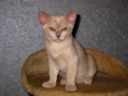Burmai Cat (burmai) - leírása a macska fajták, fotó, az ár a burmai macskák, cicák és faiskolák
