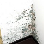A folyamat a falak a fürdőszobában penész és a penész (penész) A folyamat a falak a fürdőszobában és penész