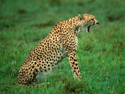 A leopárd különbözik a gepárd